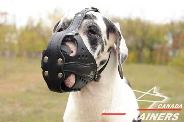 great Dane leather dog muzzle for outdoor activities