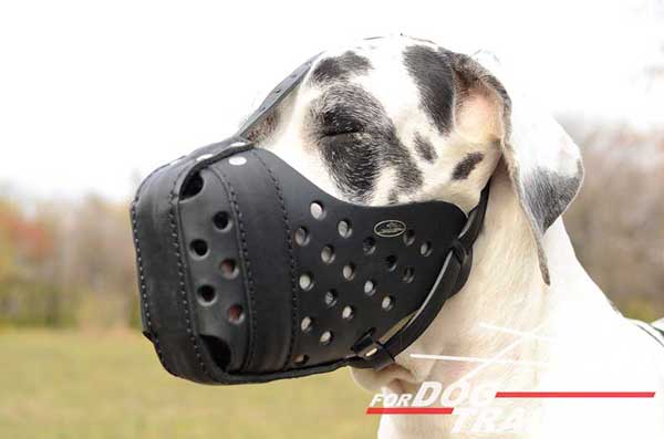 Leather dog muzzle for Great dane training and walking