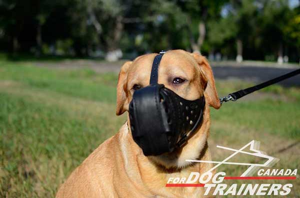 Labrador muzzle leather for training 