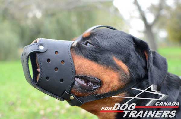 Rottweiler leather muzzle for walking and training