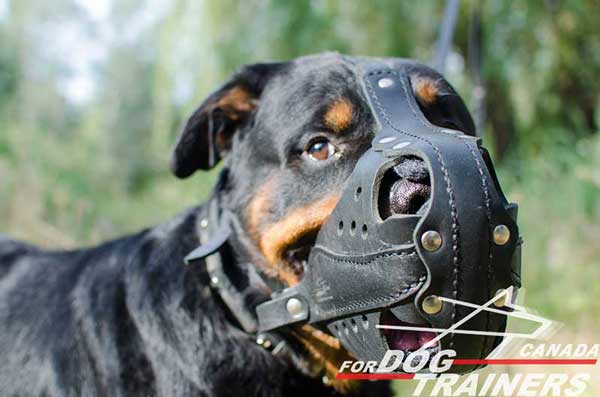 Rottweiler leather padded muzzle easy regulated