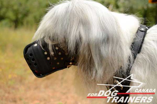 Leather dog muzzle for South Russian Shepherd agitation training