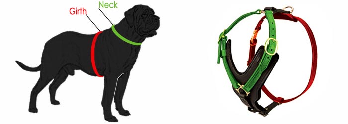 how to measure harness