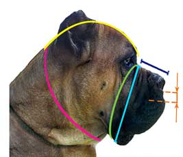 How to measure your Big Dog