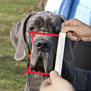 Please, easure your dog's muzzle height